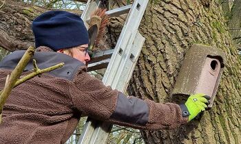 Naturschutzwartin bei der Reinigung eines Nistkastens