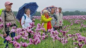 Wandergruppe im Mohnfeld