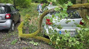 Auto unter abgebrochenem Baum